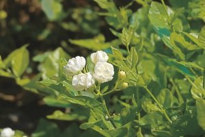 茉莉花简介及养殖方法