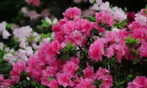 杜鹃花简介及养殖方法