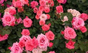 玫瑰花简介及养殖方法