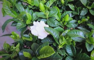 栀子花简介及养殖方法