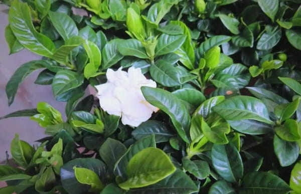 栀子花简介及养殖方法