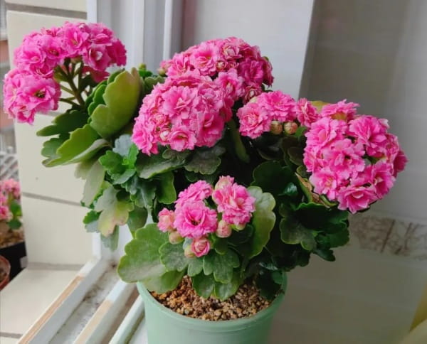 长寿花简介及养殖方法
