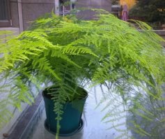 文竹简介及养殖方法