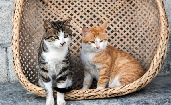 猫一般玩多久会累