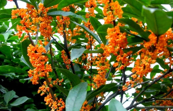 桂花树的特点