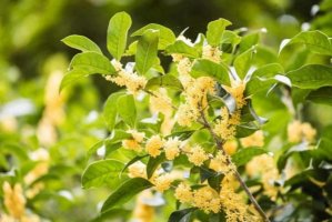 桂花时节是几月