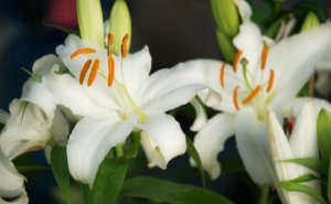 百合花简介及养殖方法