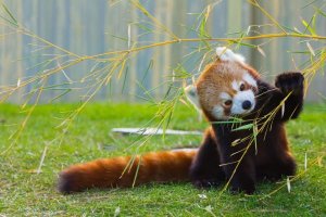 小熊猫是熊还是猫