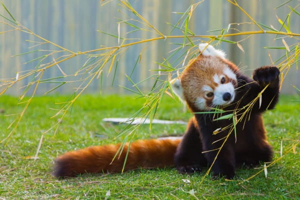 小熊猫是熊还是猫