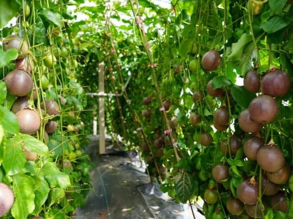 百香果种植时间和方法