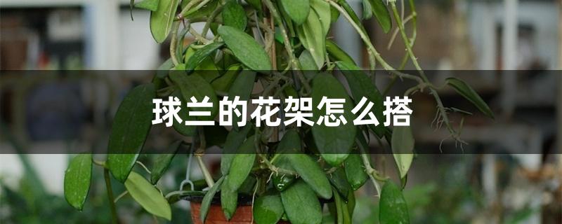 球兰花怎样搭架子