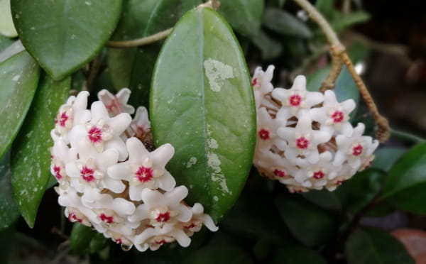球兰花怎样搭架子