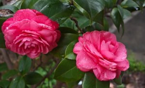 茶花简介及养殖方法
