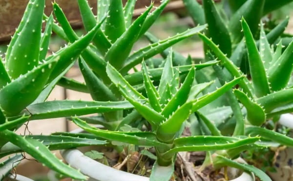 芦荟简介及养殖方法