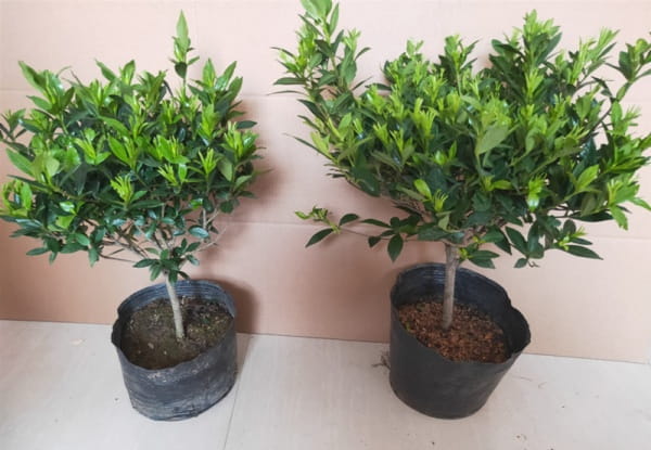 如何养栀子花盆栽