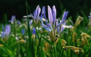 马蔺花简介及生活习性