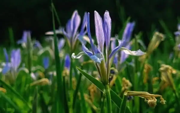 马蔺花简介及生活习性