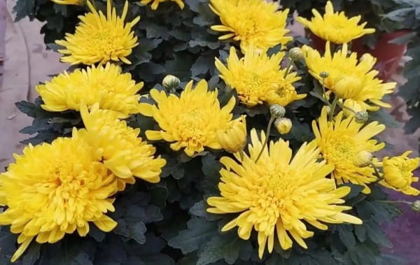 菊花简介及养殖方法