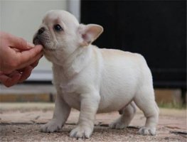 法斗犬多少钱一只