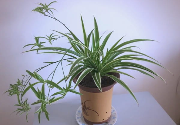 吊兰品种