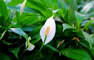 白掌简介及养殖方法