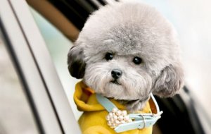 泰迪犬什么颜色最贵