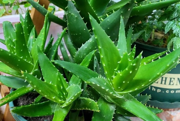 芦荟怎么养