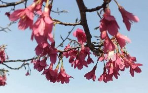 寒绯樱的花语是什么？适合送给哪些人？