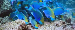 弧带鹦嘴鱼是什么鱼？