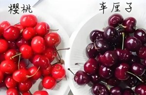 车厘子和樱桃是一样吗