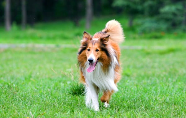 苏格兰牧羊犬喂食要点及注意事项