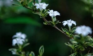 六月雪简介及养殖方法