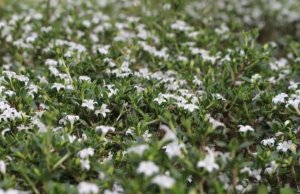 六月雪什么时候开花