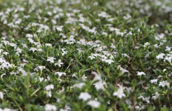 六月雪什么时候开花