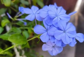 什么花的花语是孤独