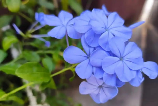 什么花的花语是孤独