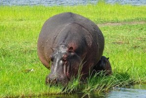 河马吃什么
