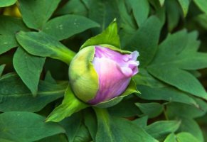 牡丹花几点开花？开花期如何养护？