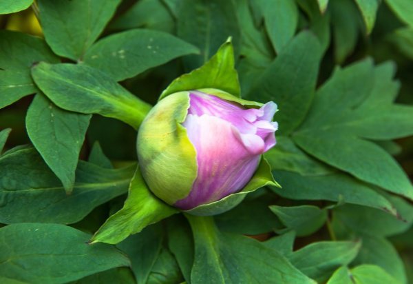 牡丹花几点开花