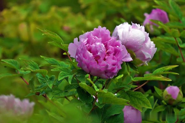 牡丹花开花期养护要点