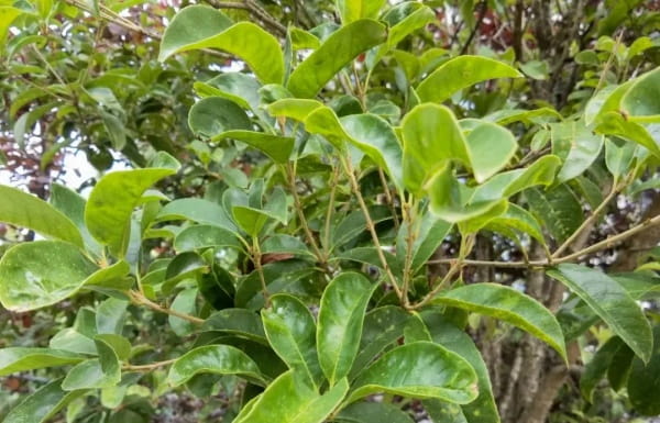 桂花树不开花的原因及解决方法