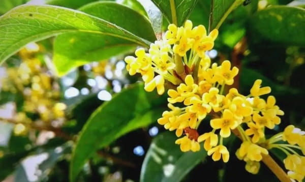 桂花树不开花的原因及解决方法