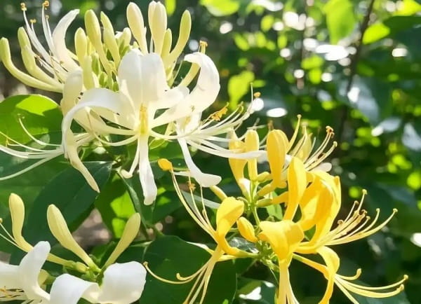 金银花产地哪里最好最正宗？