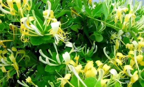 金银花简介及养殖方法