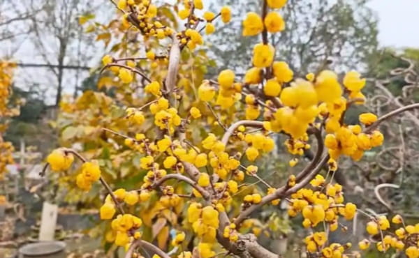 腊梅花怎么养