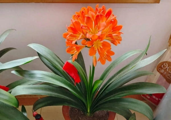 君子兰什么时候开花