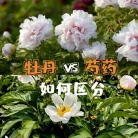 芍药花与牡丹花的区别