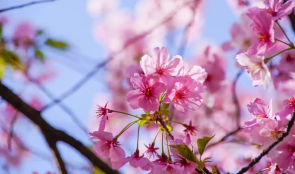 日本国花是樱花还是菊花