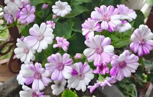 瓜叶菊简介及养殖方法