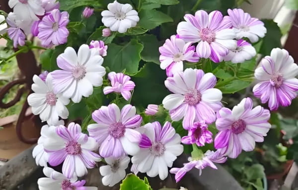 瓜叶菊简介及养殖方法